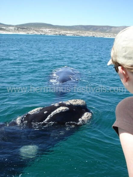 Whale watching boat trips in Hermanus June to Dec