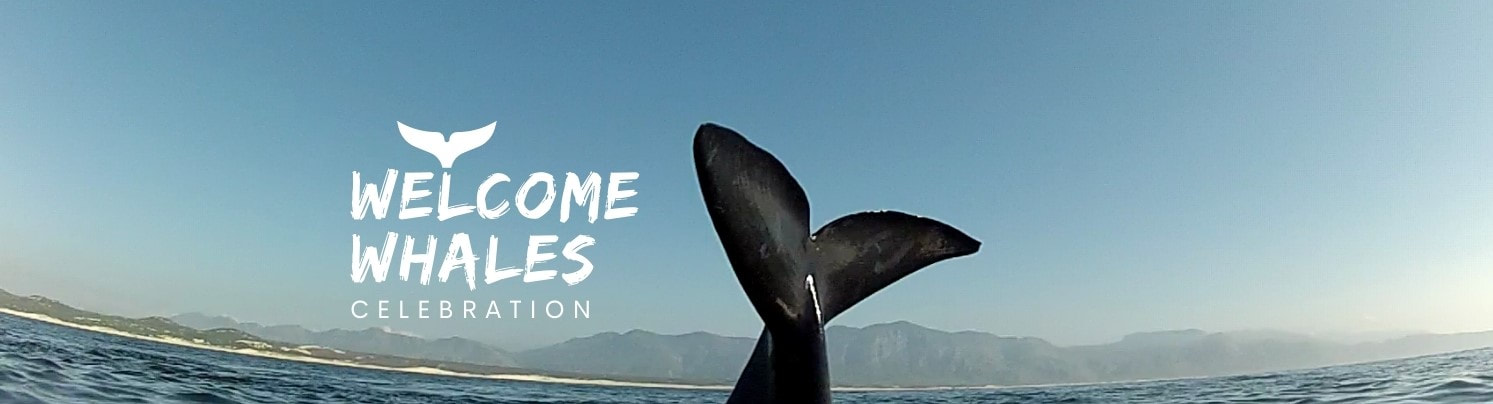 Welcome Whale Celebration Hermanus, South Africa