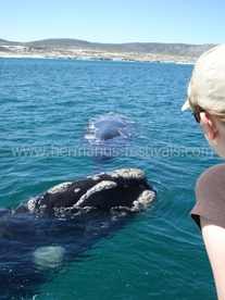 Whale watching boat trips in Hermanus